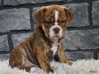 Mixed Breed dogs River - Ad 24