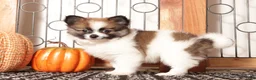 Pomeranian dogs for sale: Misty Female Pomeranian Puppy - Ad 2