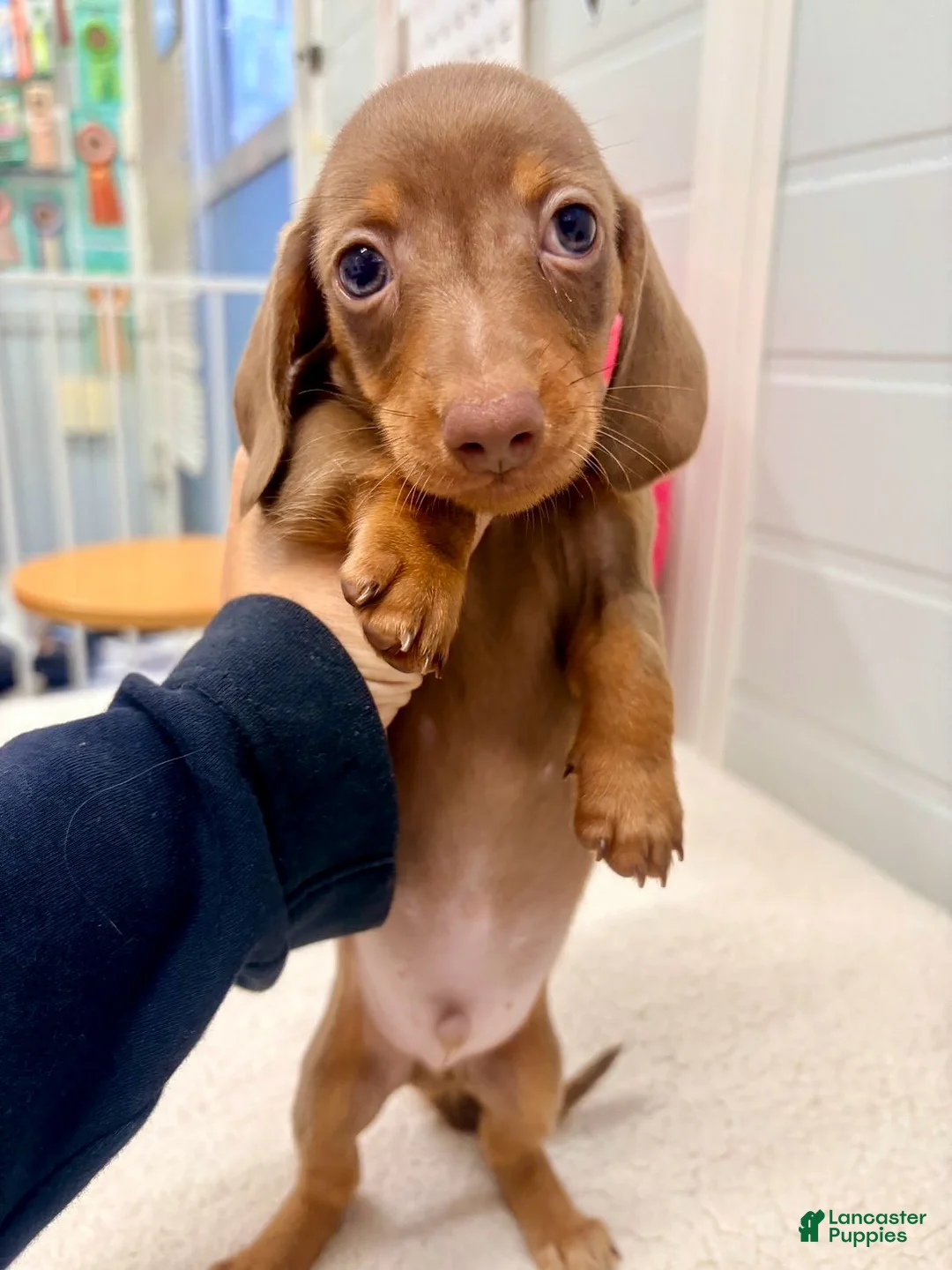 Miniature Dachshund dogs for sale: Miniature Dachshund Puppy 3 - Ad 2