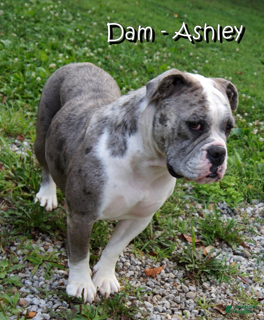 Olde English Bulldogge dogs for sale: Bruno - Ad 7