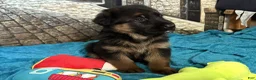 German Shepherd dogs for sale: Veronica - Ad 18