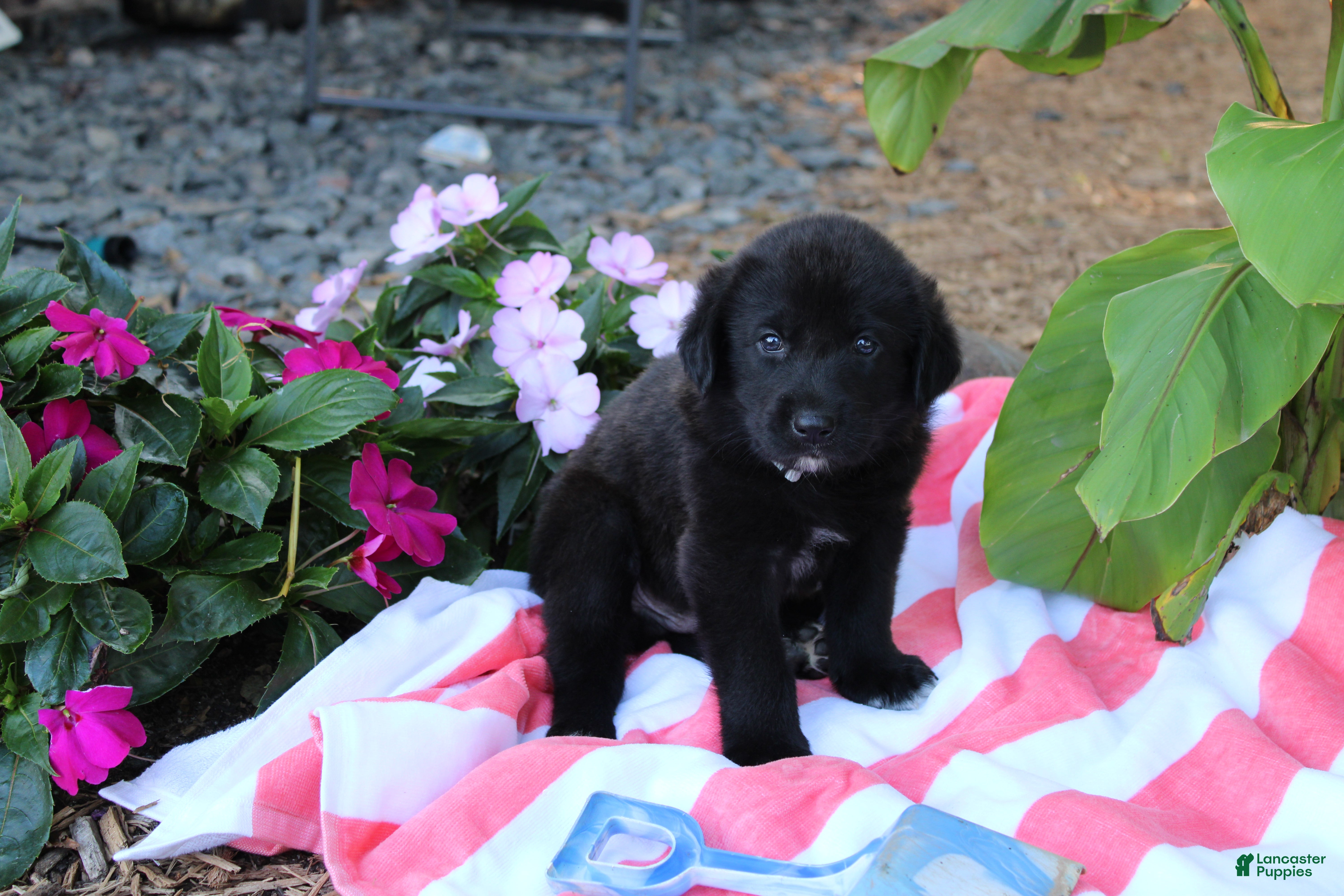 Labrador Retriever dogs Chipper - Ad 1