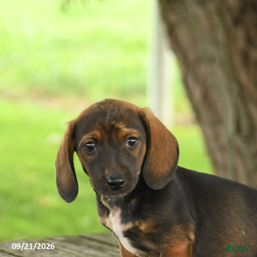 Miniature Dachshund dogs Andy - Ad 2