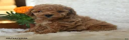 Miniature Poodle dogs for sale: Nugget - Ad 3