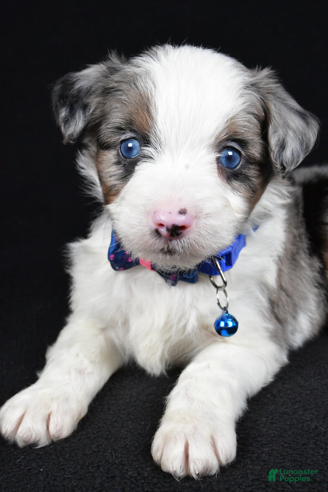 Mini Aussiedoodle dogs for sale: Sparky - Ad 10