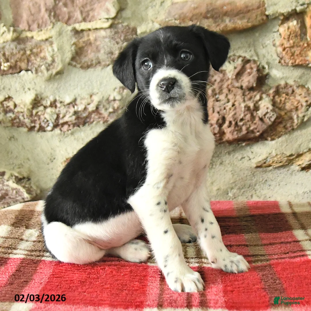 Mixed Breed dogs for sale: Tasha - Ad 2