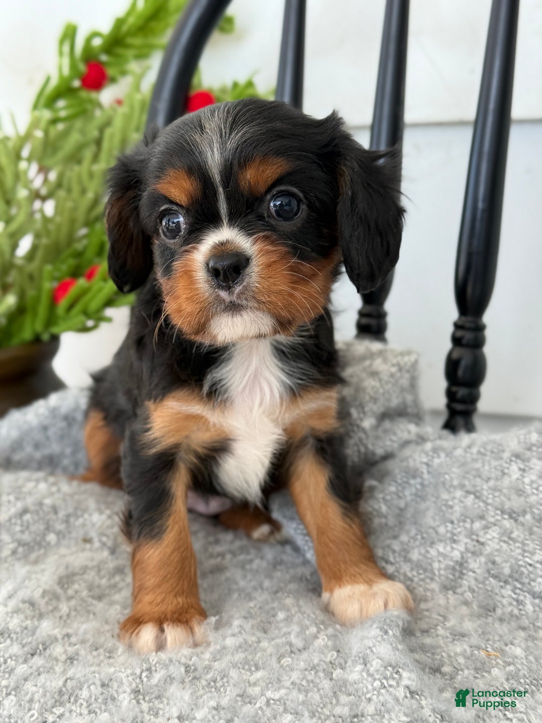 Cavalier King Charles Spaniel dogs for sale: Winifred - Ad 3