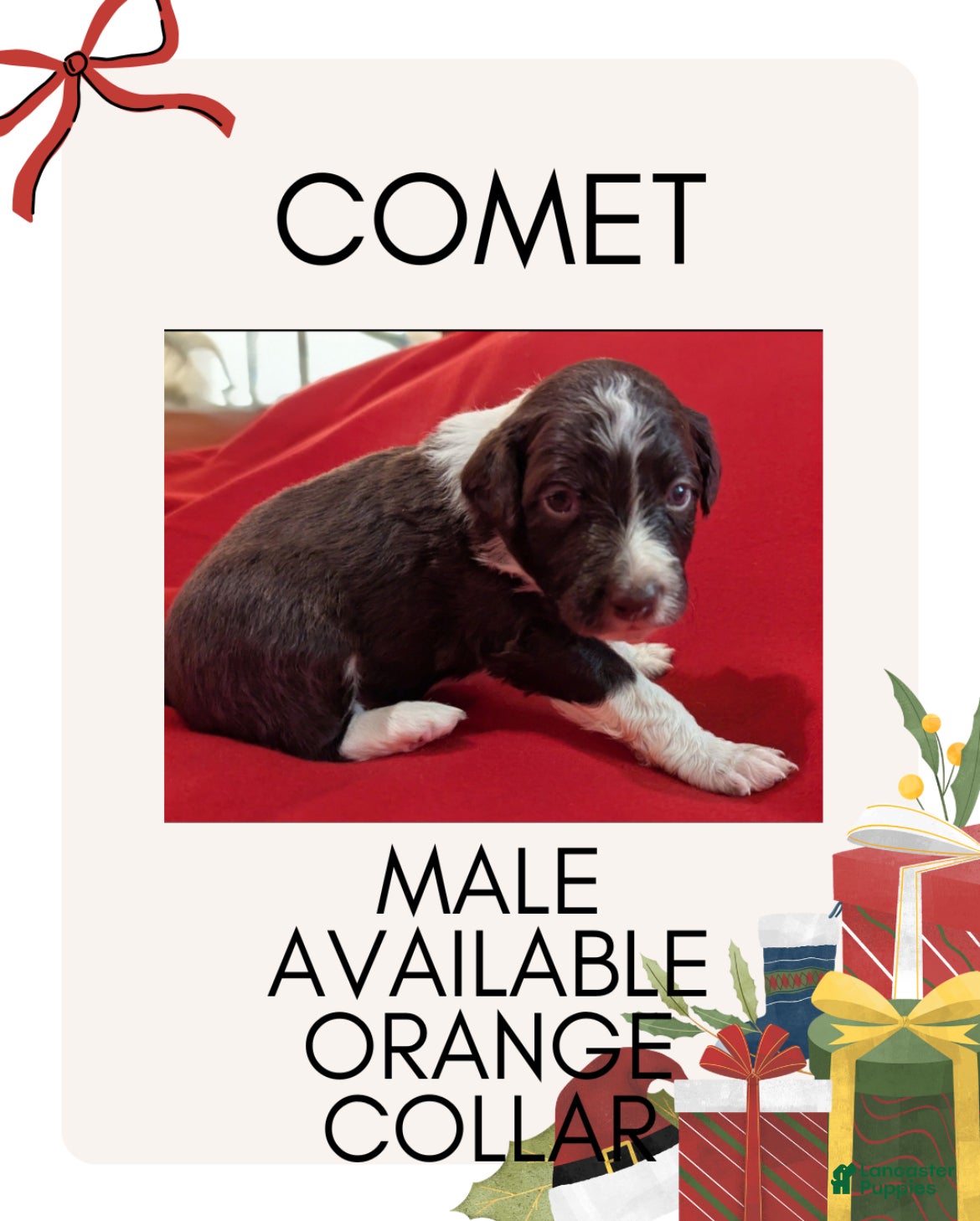 Mixed Breed dogs Comet - Ad 34
