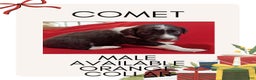 Mixed Breed dogs for sale: Comet - Ad 1