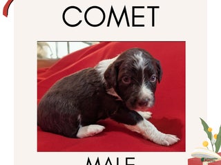 Mixed Breed dogs Comet - Ad 17