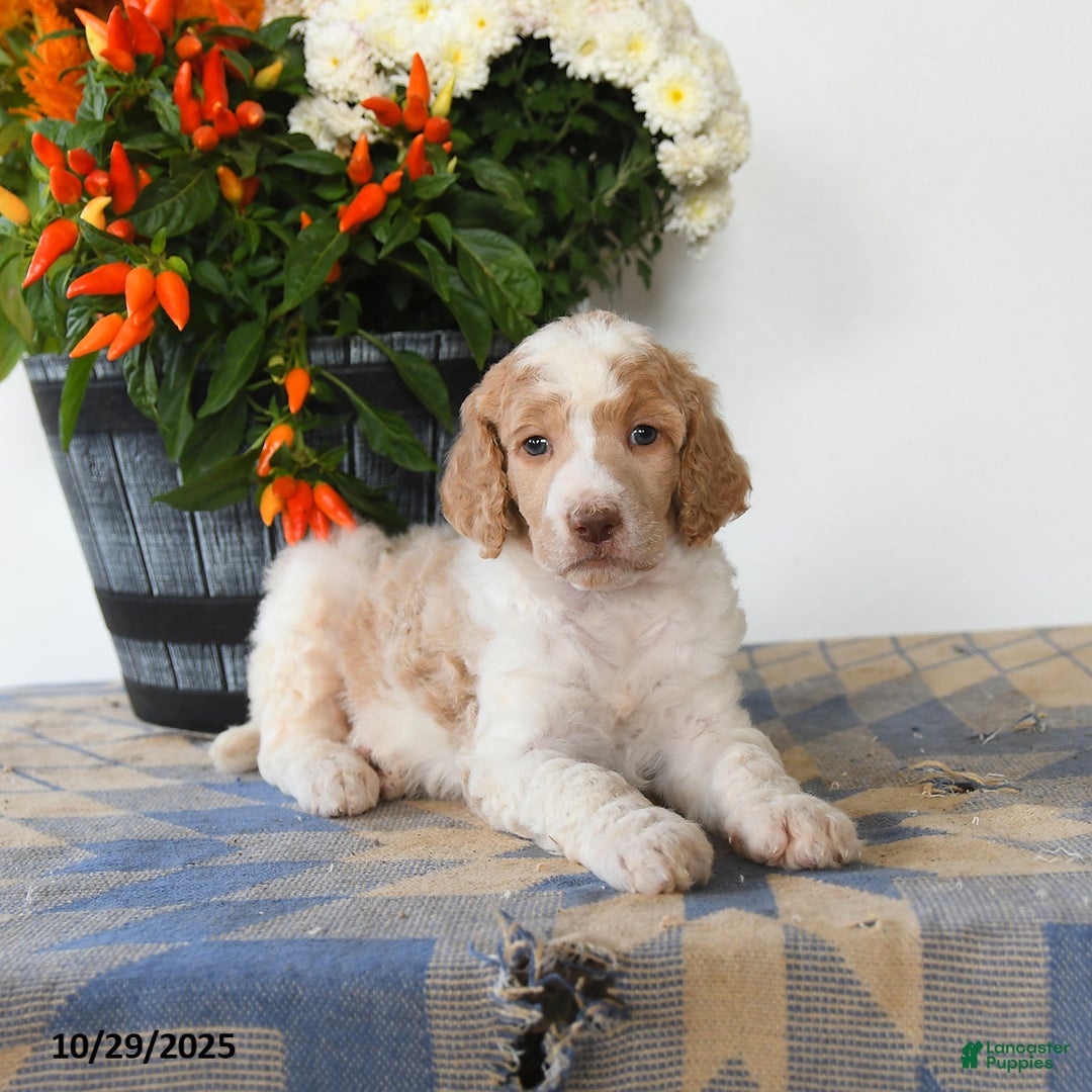 Standard Poodle dogs for sale: Teddy - Ad 5