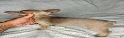 French Bulldog dogs for sale: Aura - Ad 2