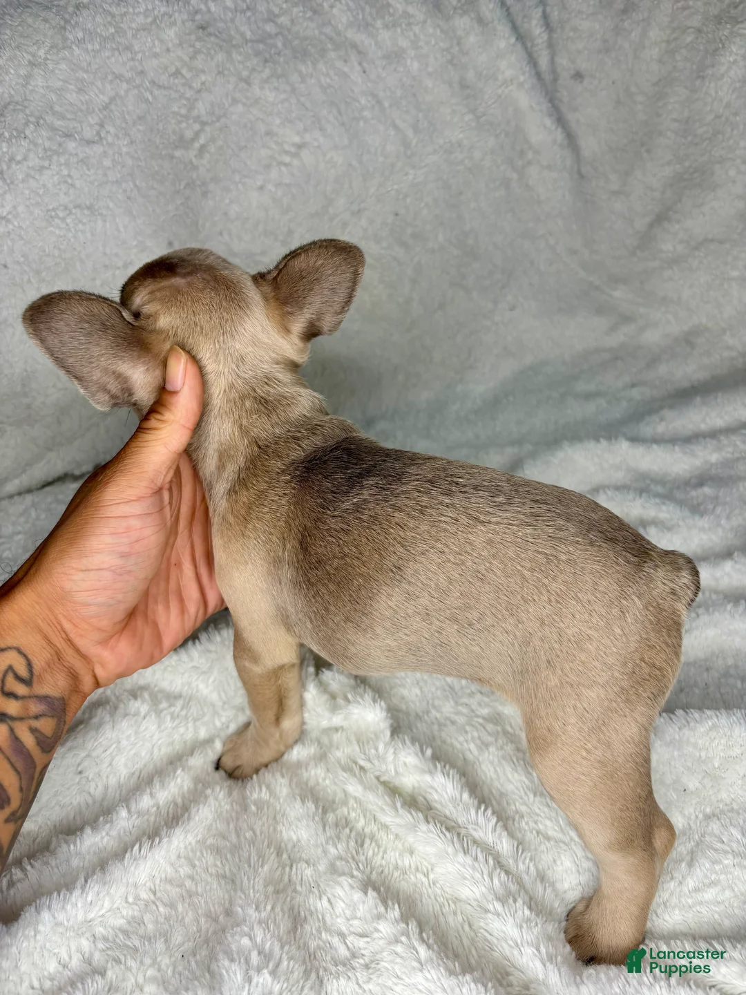 French Bulldog dogs for sale: Aura - Ad 2