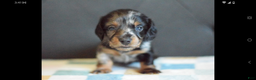 Miniature Dachshund dogs for sale: Miniature Dachshund Puppy 1 - Ad 3
