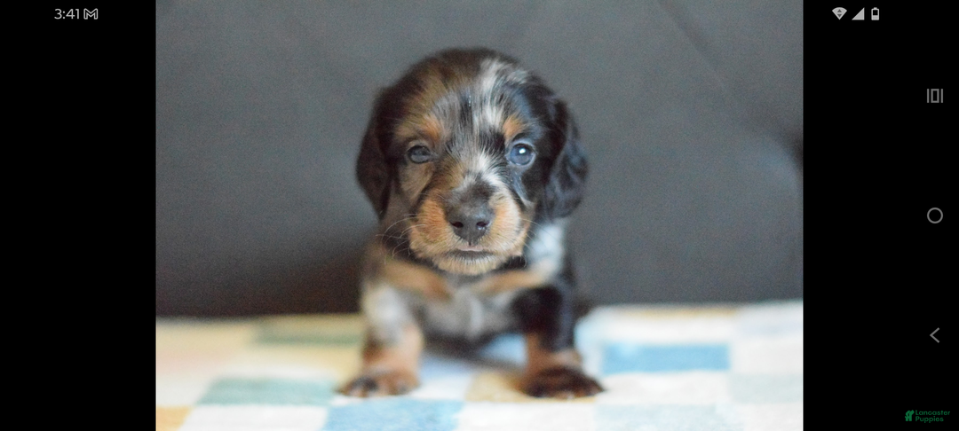 Miniature Dachshund dogs for sale: Miniature Dachshund Puppy 1 - Ad 3