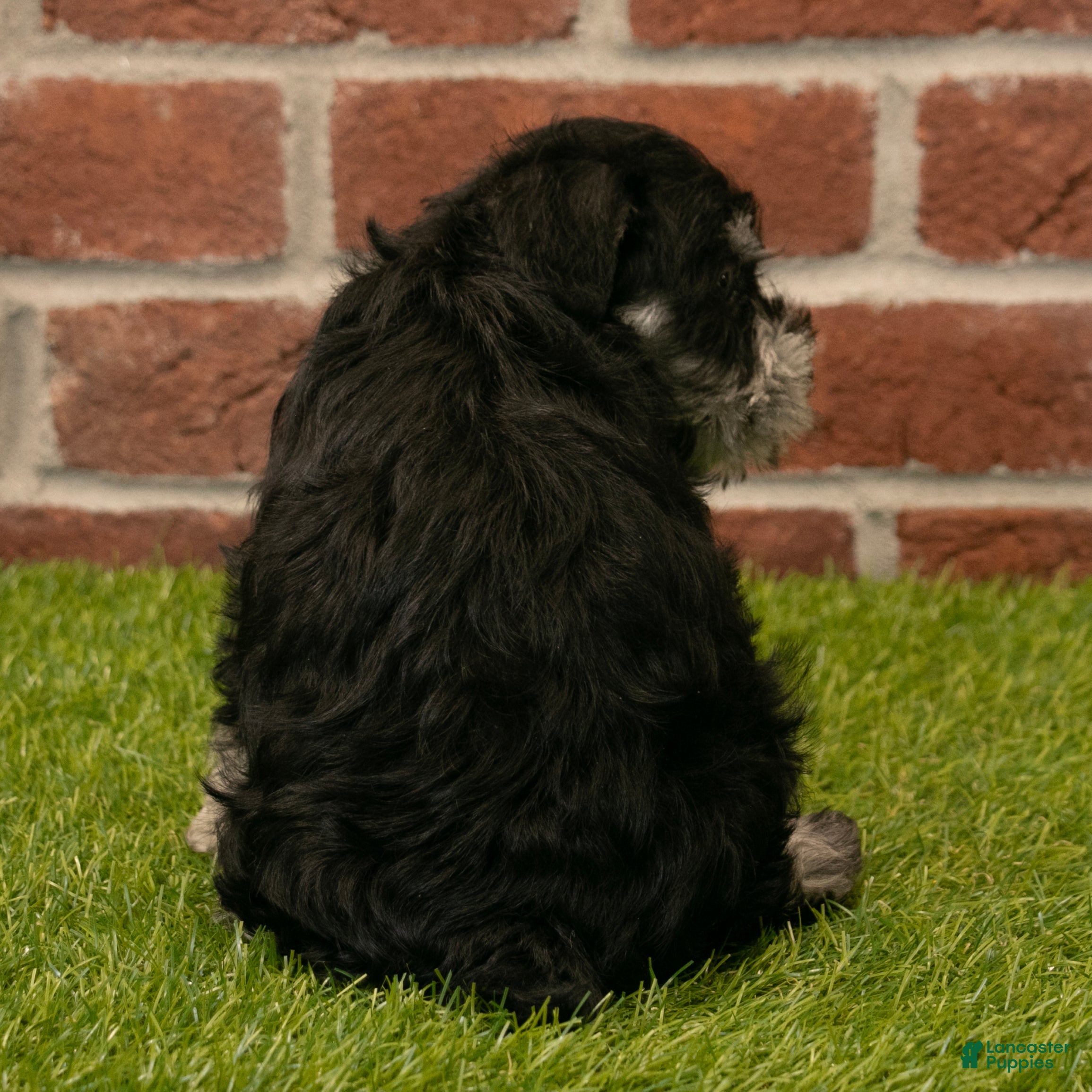 Miniature Schnauzer dogs for sale: Rachel - Ad 5