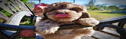 Havapoo dogs for sale: Picasso - Ad 7