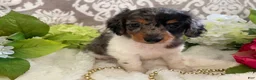 Miniature Dachshund dogs for sale: Mia - Ad 8