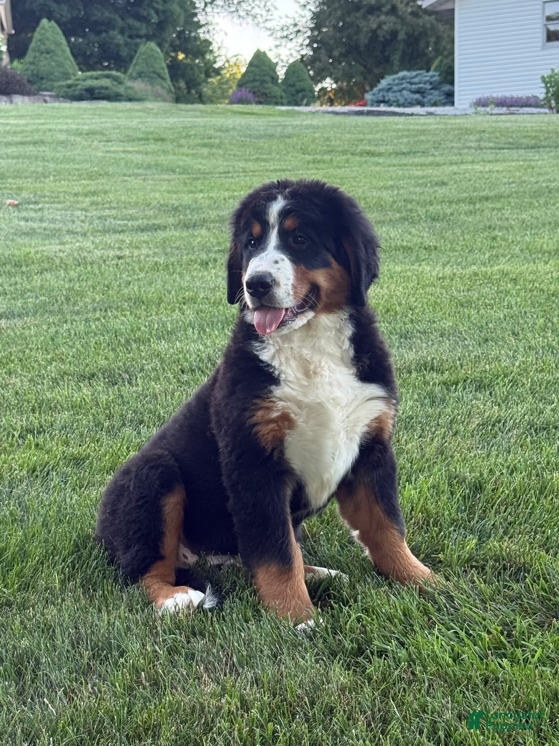Bernese Mountain Dog dogs Ollie  - Ad 2