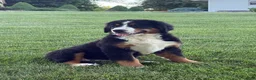 Bernese Mountain Dog dogs for sale: Ollie  - Ad 2