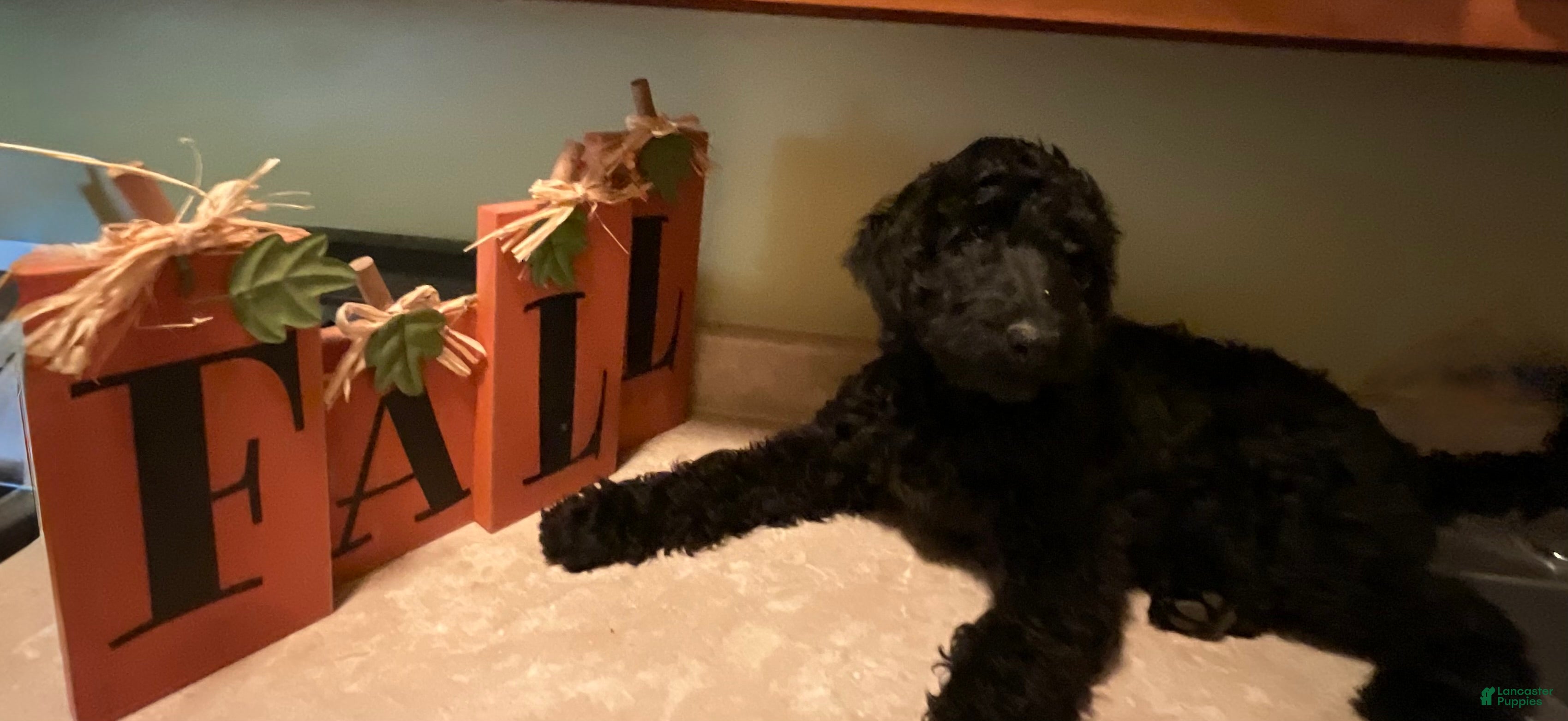 Aussiedoodle dogs for sale: TEN - Ad 7