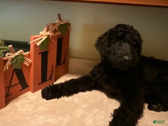 Aussiedoodle dogs for sale: TEN - Ad 7
