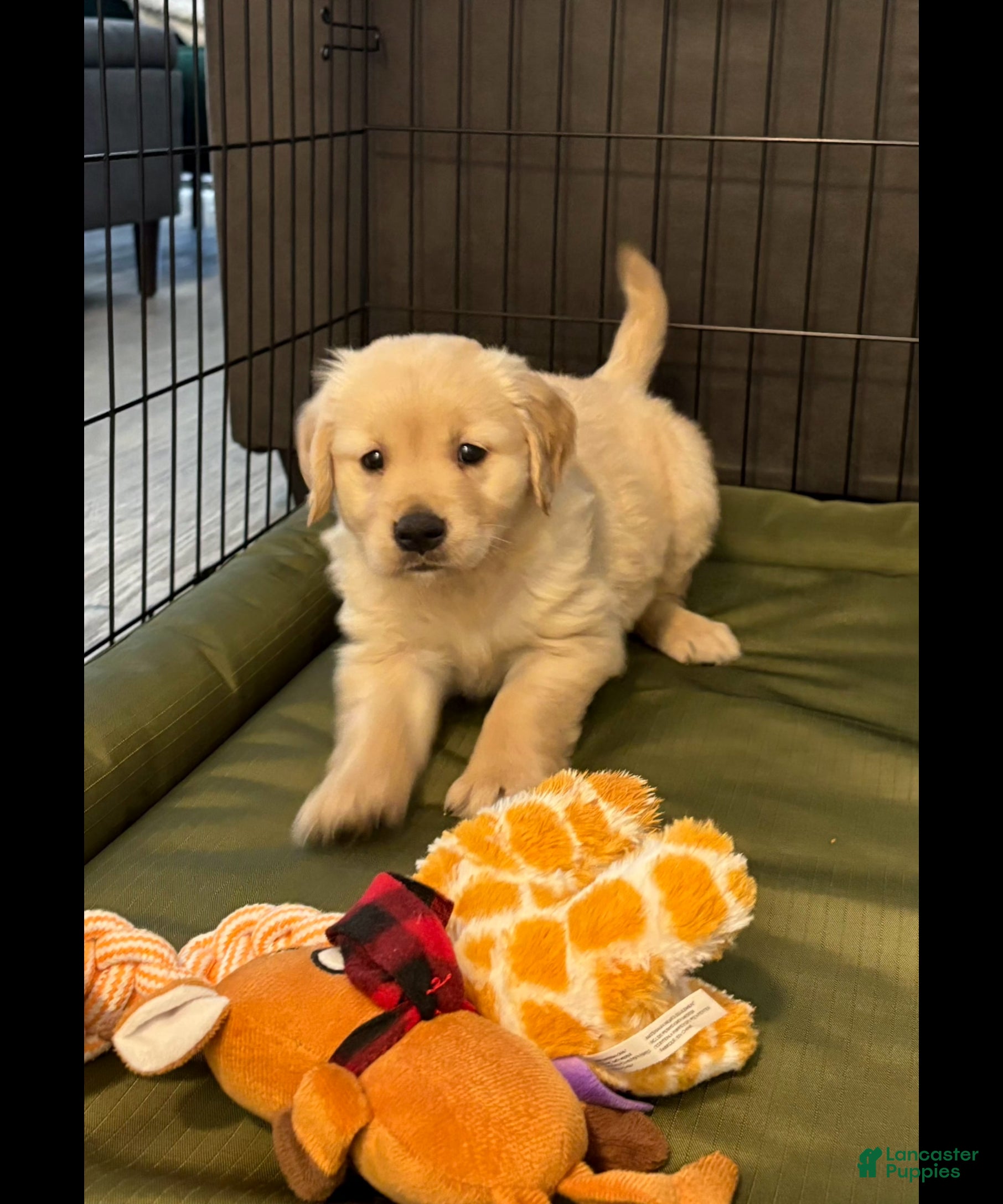 Golden Retriever dogs Golden Retriever 1 - Ad 1