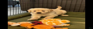 Golden Retriever 1