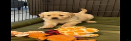 Golden Retriever dogs for sale: Golden Retriever 1 - Ad 1