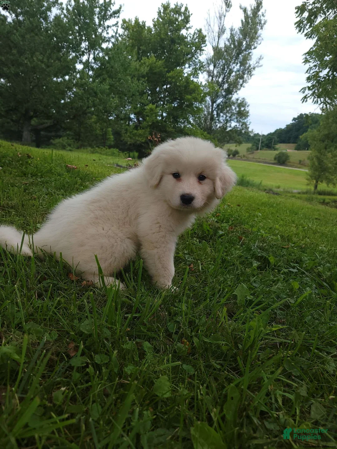 Great Pyrenees dogs for sale: Clover - Ad 2