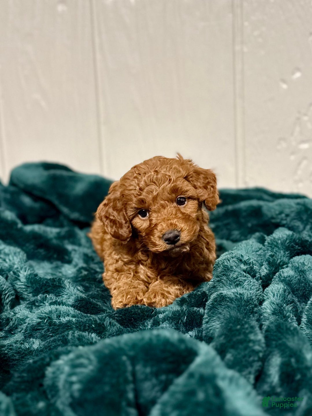 Mini Goldendoodle dogs for sale: Noel - Ad 5