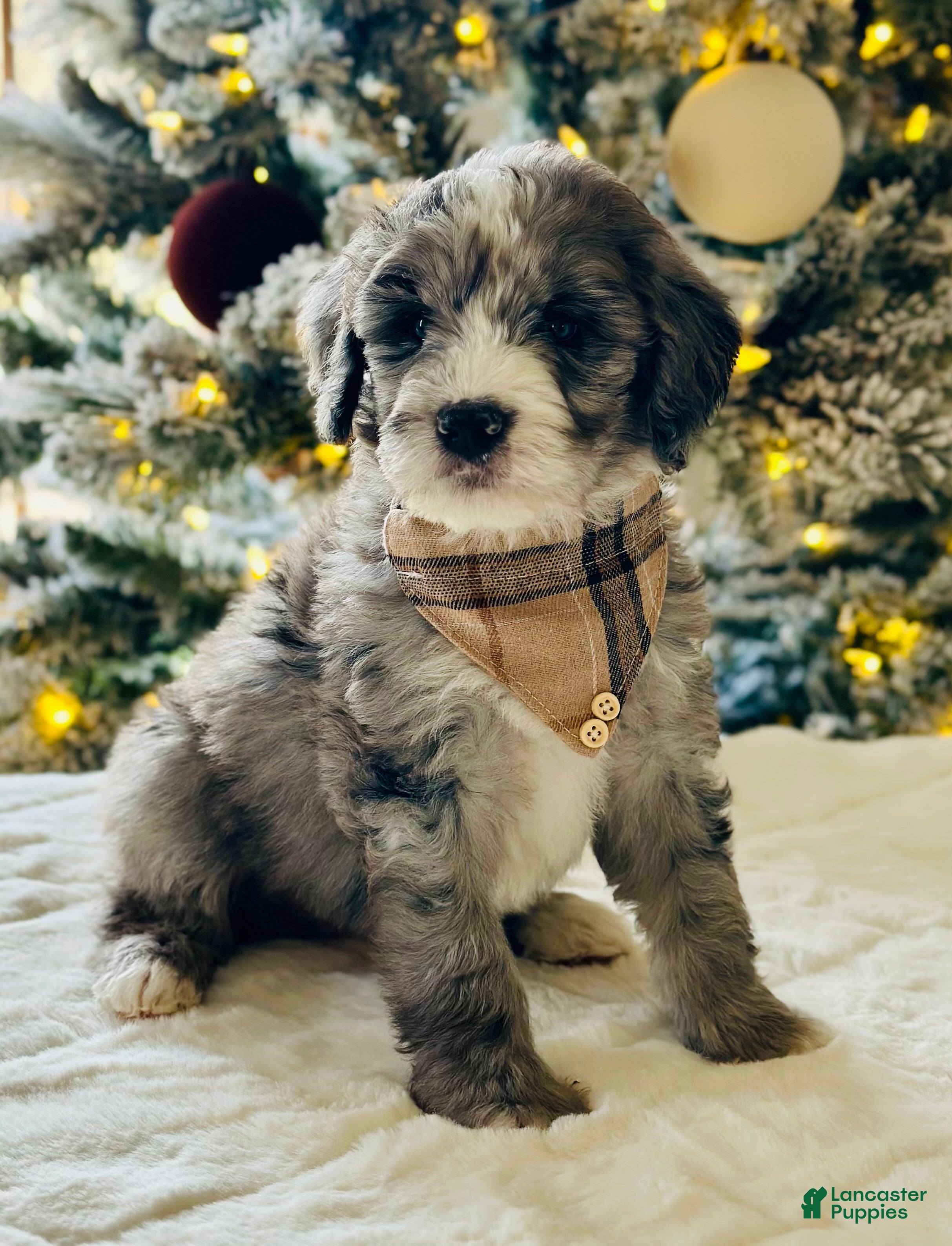 Bernedoodle dogs Denim  - Ad 16