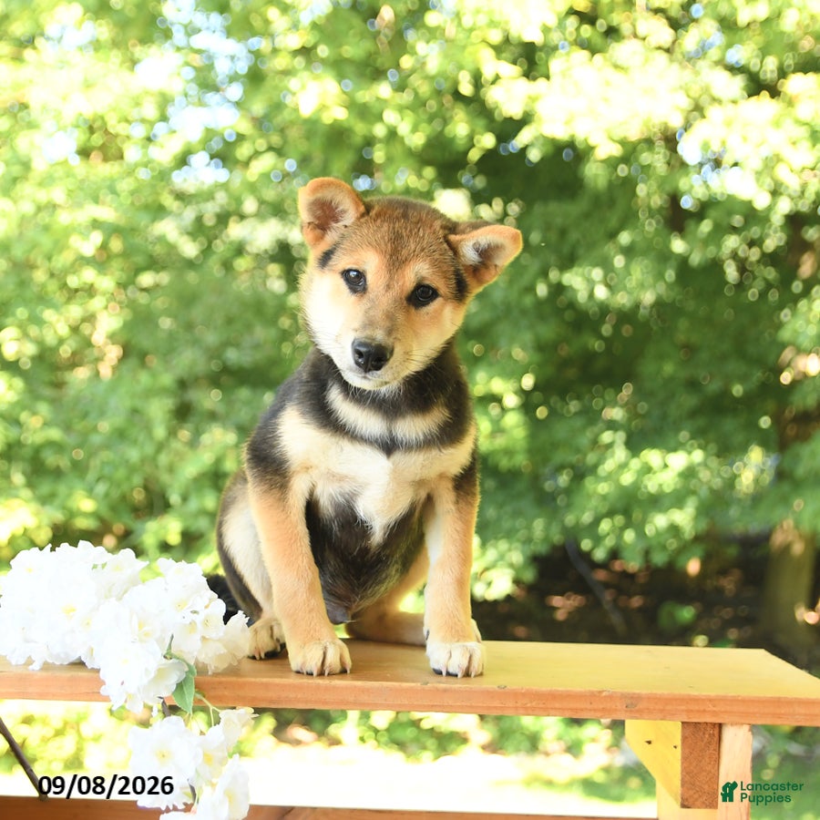 Shiba Inu dogs Kitkat - Ad 1