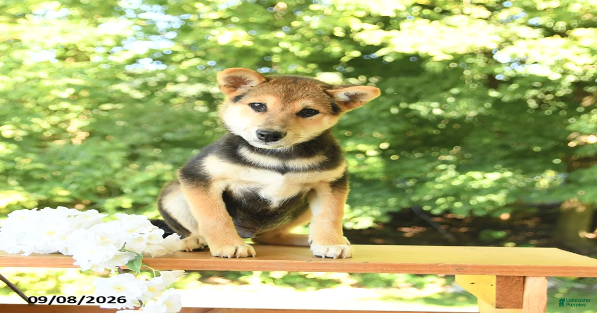 Shiba Inu Puppies for sale in Pennsylvania | Lancaster Puppies