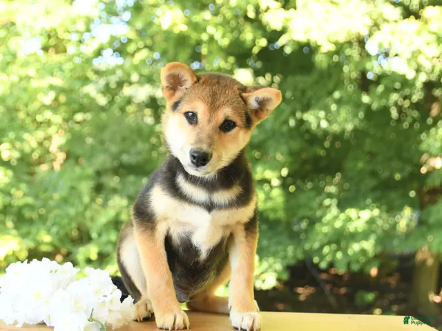 Shiba Inu dogs for sale: Kitkat - Ad 1