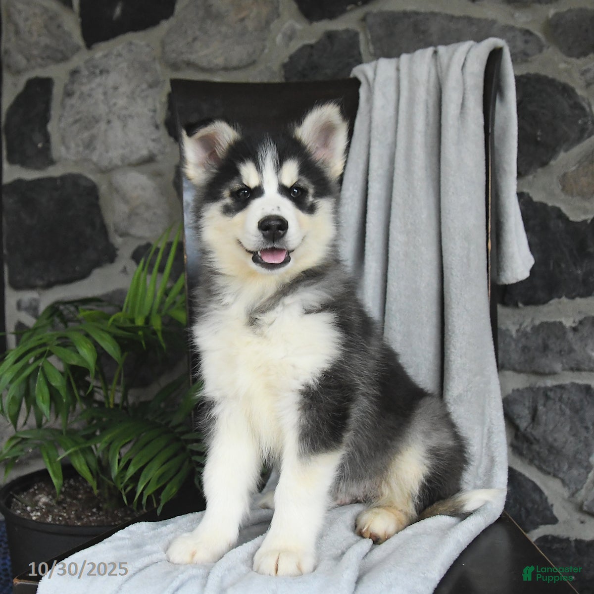 Pomsky dogs Toby - Ad 7