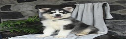 Pomsky dogs for sale: Toby - Ad 1