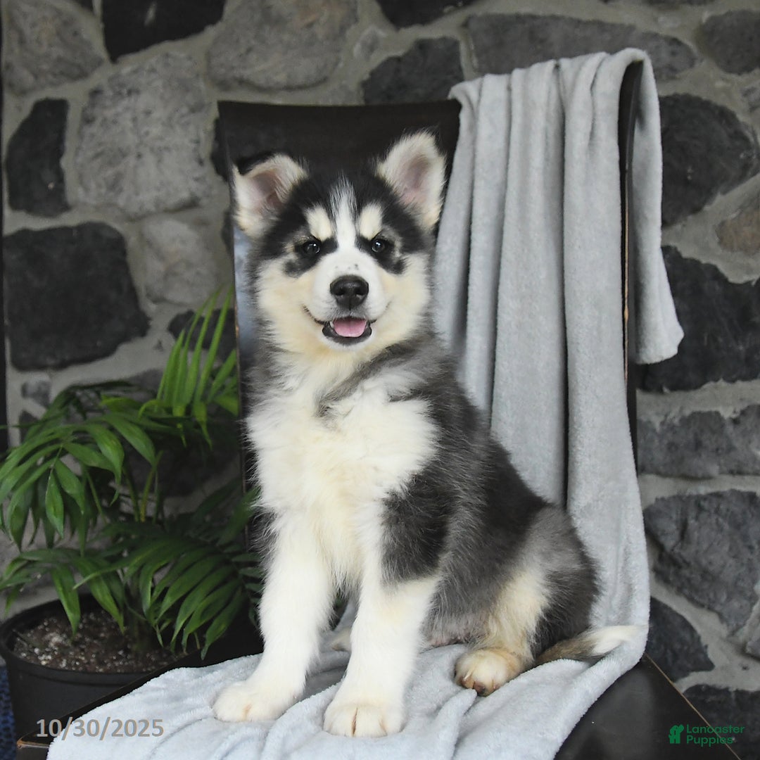 Pomsky dogs for sale: Toby - Ad 1