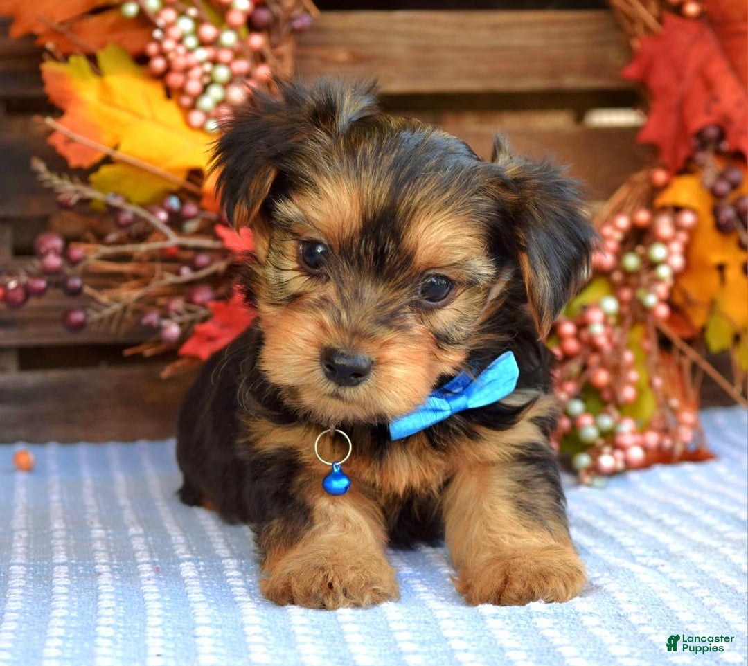 Yorkshire Terrier dogs for sale: Dasher - Ad 3