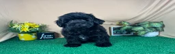 Havapoo dogs for sale: Havapoo 2 - Ad 6