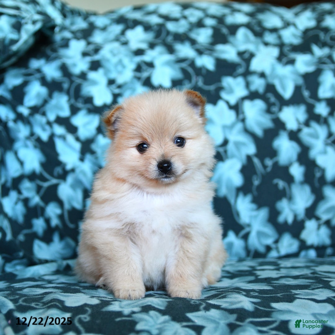 Pomeranian dogs for sale: Taffy - Ad 5