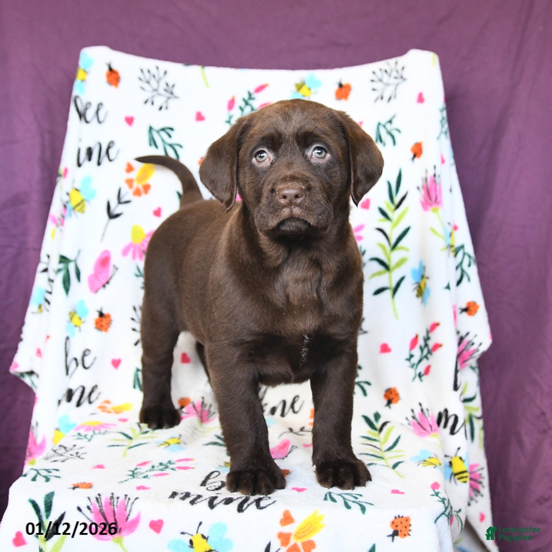Labrador Retriever dogs for sale: Peaches - Ad 1