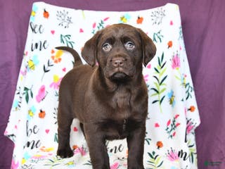 Labrador Retriever dogs Peaches - Ad 14