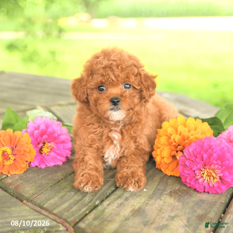 Toy Poodle dogs Petunia - Ad 2