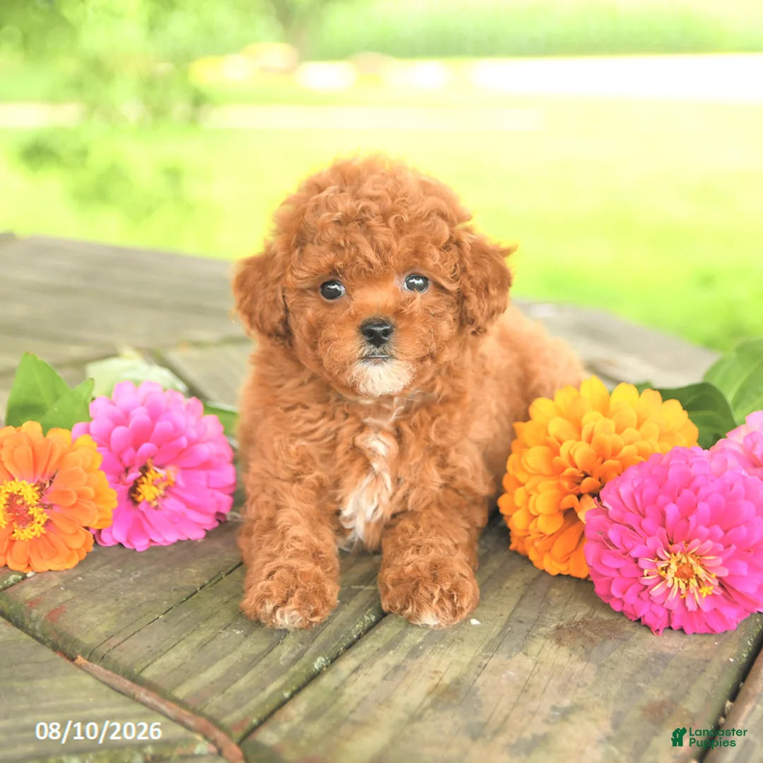 Toy Poodle dogs for sale: Petunia - Ad 2