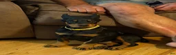 Doberman Pinscher dogs for sale: Black female yellow collar  - Ad 5