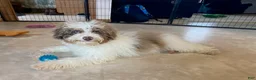 Cavapoo dogs for sale: Lewis - Ad 3