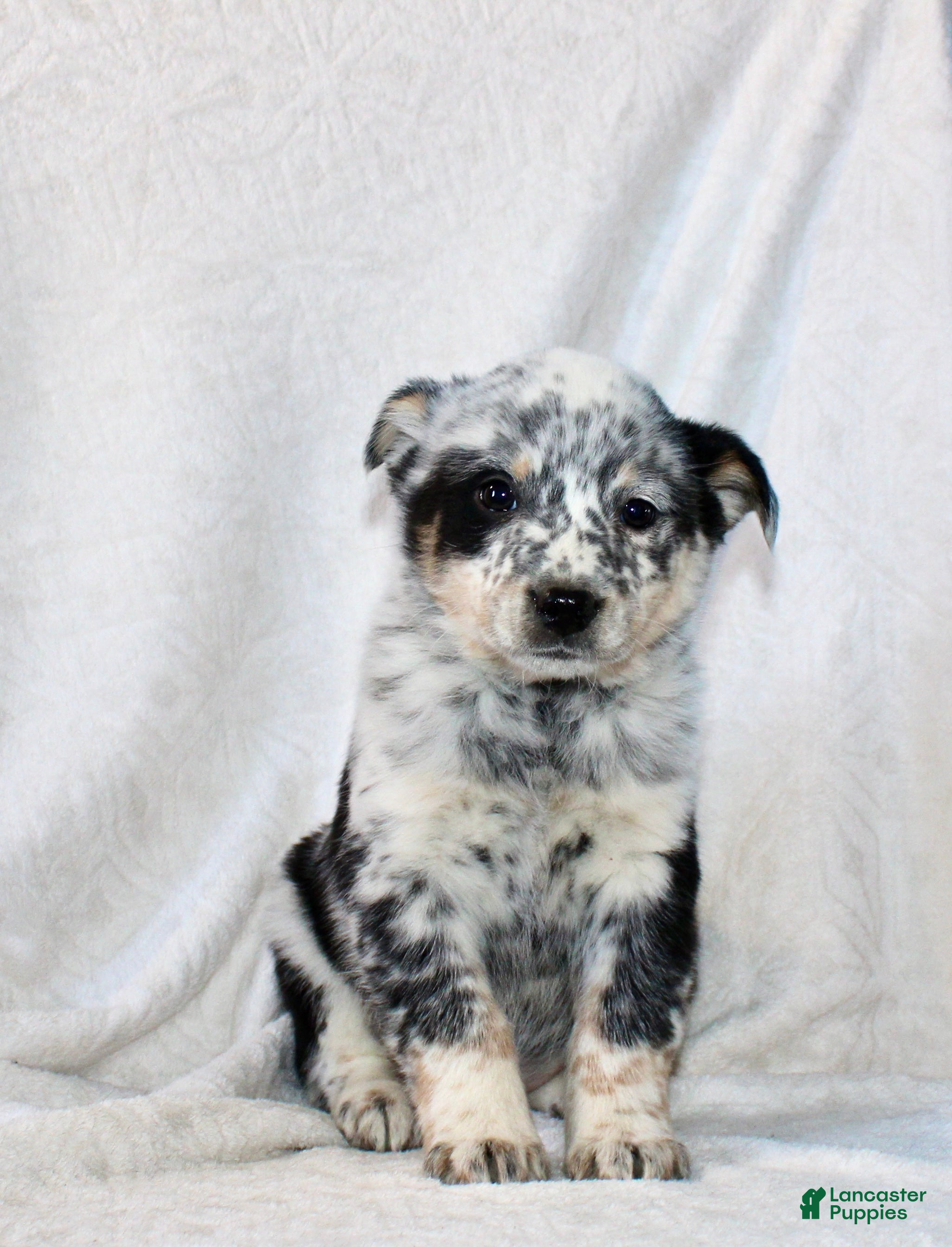 Australian Cattle Dog dogs Luke - Ad 10