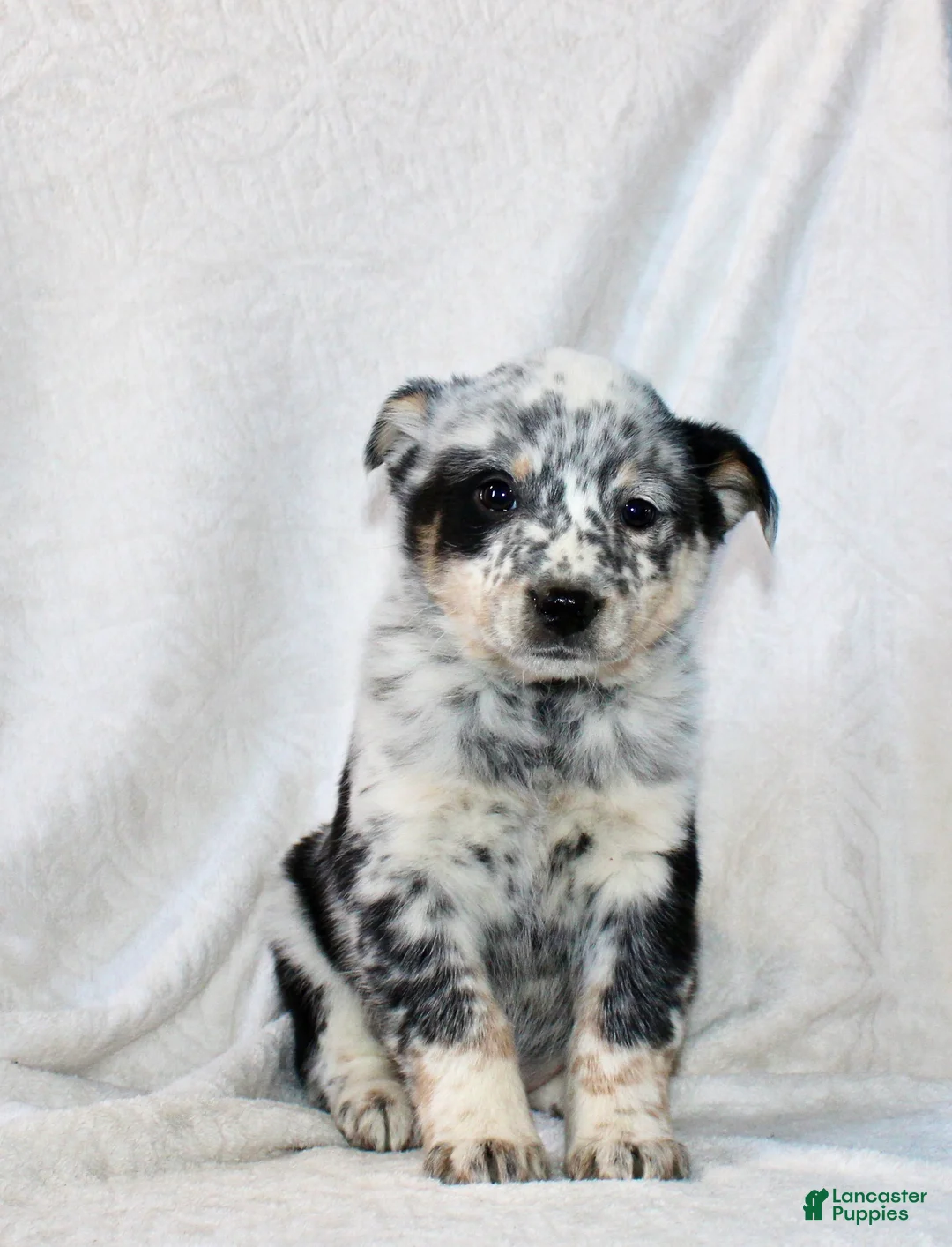 Australian Cattle Dog dogs for sale: Luke - Ad 1