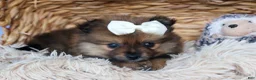 Pomeranian dogs for sale: Flynn  - Ad 15